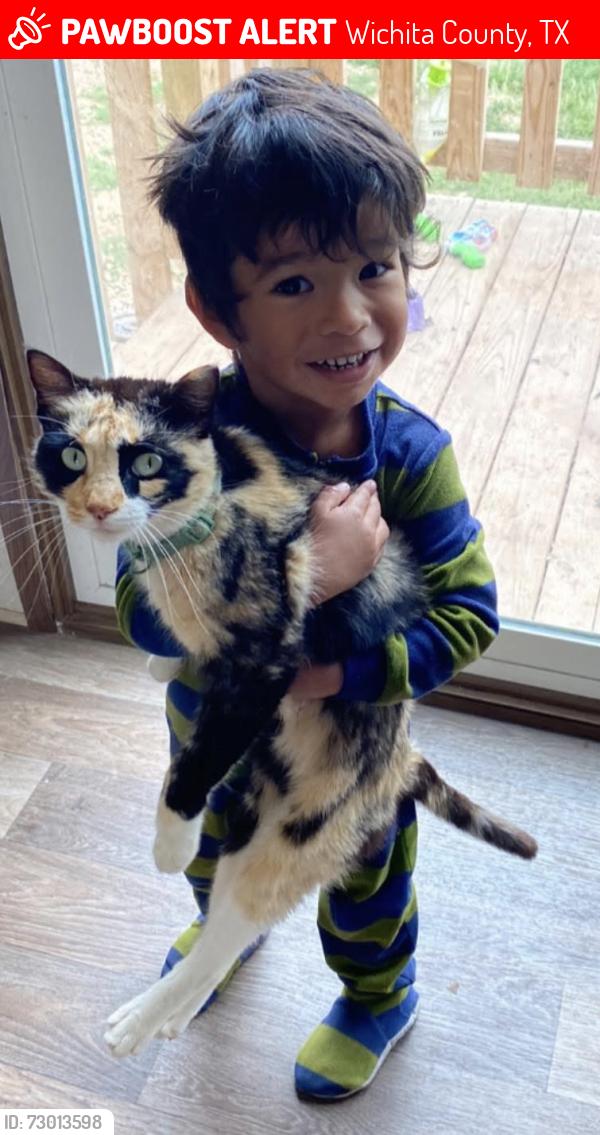 Lost Female Cat last seen  Rodgers ln, Wichita County, TX 76305
