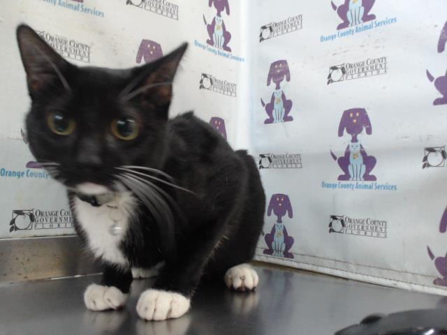 Shelter Stray Male Cat last seen , 2769 Conroy Rd, Orlando, FL 32839, USA