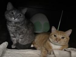 Shelter Stray Male Cat last seen , West Valley Animal Shelter, 20655 Plummer St, Chatsworth, CA 91311, USA