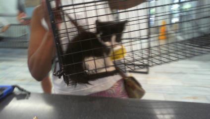Shelter Stray Unknown Cat last seen CHARLOTTE, 8315 Byrum Dr, Charlotte, NC 28217, USA