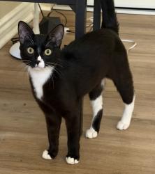 Lost Male Cat last seen Doxey Ct San Jose , San Jose, CA 95131