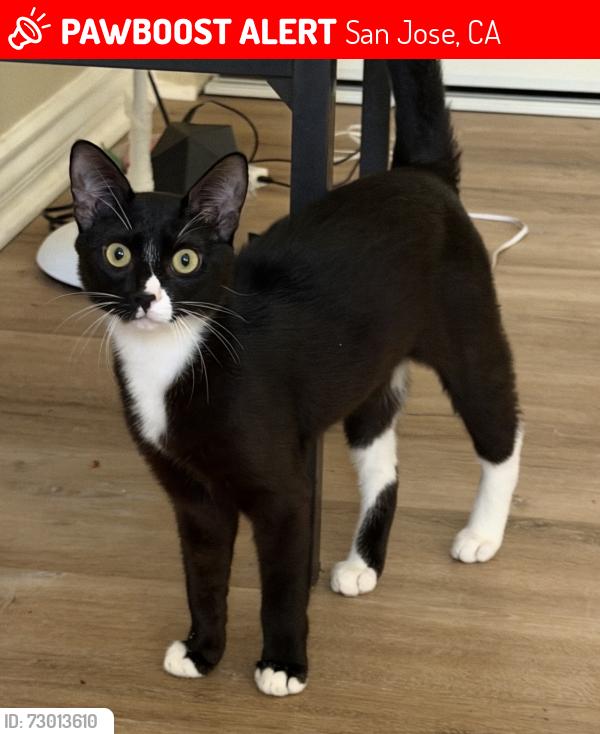 Lost Male Cat last seen Doxey Ct San Jose , San Jose, CA 95131