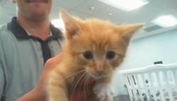 Shelter Stray Male Cat last seen CHARLOTTE, 8315 Byrum Dr, Charlotte, NC 28217, USA