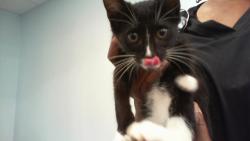 Shelter Stray Female Cat last seen CHARLOTTE, 8315 Byrum Dr, Charlotte, NC 28217, USA