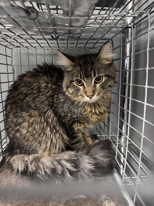 Shelter Stray Male Cat last seen Near BLOCK UNIVERSITY CENTER, 655 N Mojave Rd, Las Vegas, NV 89101, USA