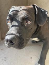 Shelter Stray Unknown Dog last seen Near BLOCK S CENTRAL AVE, OKLAHOMA CITY OK 73129, 2811 SE 29th St, Oklahoma City, OK 73129, USA