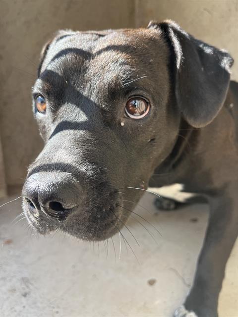Shelter Stray Unknown Dog last seen Near BLOCK S CENTRAL AVE, OKLAHOMA CITY OK 73129, 2811 SE 29th St, Oklahoma City, OK 73129, USA