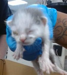 Shelter Stray Unknown Cat last seen Near BLOCK W I-240 SERVICE RD, 2811 SE 29th St, Oklahoma City, OK 73129, USA