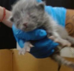 Shelter Stray Unknown Cat last seen Near BLOCK W I-240 SERVICE RD, 2811 SE 29th St, Oklahoma City, OK 73129, USA