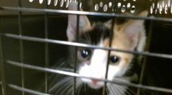 Shelter Stray Unknown Cat last seen BACKYARD OF FINDERS HOUSE, 2811 SE 29th St, Oklahoma City, OK 73129, USA