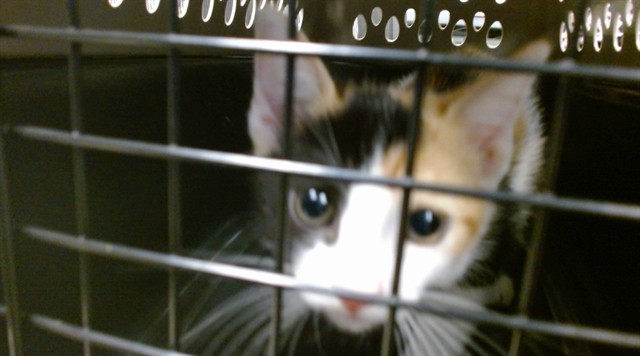 Shelter Stray Unknown Cat last seen BACKYARD OF FINDERS HOUSE, 2811 SE 29th St, Oklahoma City, OK 73129, USA