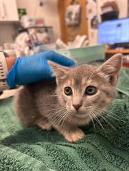 Shelter Stray Female Cat last seen Near BLOCK EAGLE ALAMEDA / YARD, 1590 Fortmann Way, Alameda, CA 94501, USA