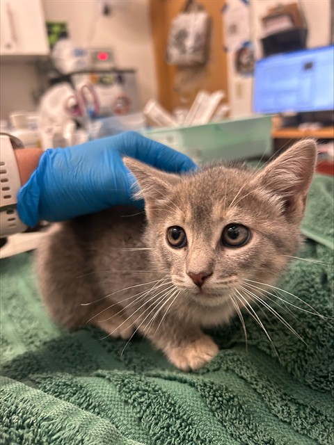 Shelter Stray Female Cat last seen Near BLOCK EAGLE ALAMEDA / YARD, 1590 Fortmann Way, Alameda, CA 94501, USA