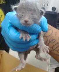 Shelter Stray Unknown Cat last seen Near BLOCK W I-240 SERVICE RD, 2811 SE 29th St, Oklahoma City, OK 73129, USA