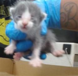 Shelter Stray Unknown Cat last seen Near BLOCK W I-240 SERVICE RD, 2811 SE 29th St, Oklahoma City, OK 73129, USA