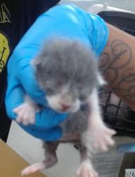 Shelter Stray Unknown Cat last seen Near BLOCK W I-240 SERVICE RD, 2811 SE 29th St, Oklahoma City, OK 73129, USA