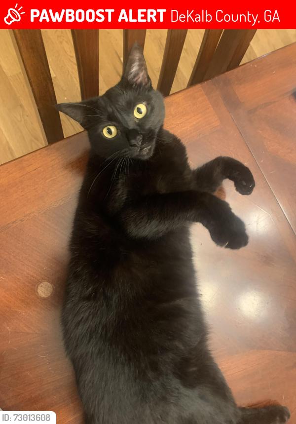 Lost Female Cat last seen Evans Woods Dr, DeKalb County, GA 30341