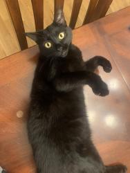 Lost Female Cat last seen Evans Woods Dr, DeKalb County, GA 30341