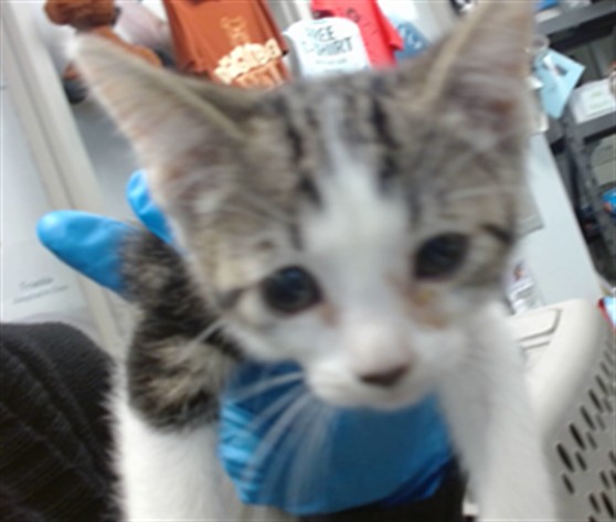 Shelter Stray Unknown Cat last seen , 2811 SE 29th St, Oklahoma City, OK 73129, USA