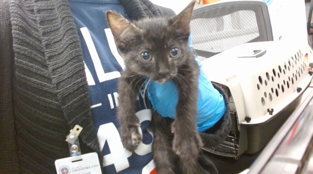 Shelter Stray Unknown Cat last seen , 2811 SE 29th St, Oklahoma City, OK 73129, USA