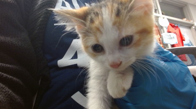Shelter Stray Unknown Cat last seen , 2811 SE 29th St, Oklahoma City, OK 73129, USA