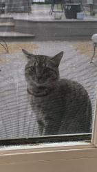 Found/Stray Male Cat last seen Elm Drive and Chestnut Street, Lansdale, PA 19446