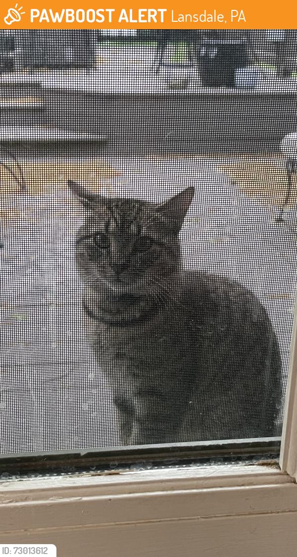 Found/Stray Male Cat last seen Elm Drive and Chestnut Street, Lansdale, PA 19446