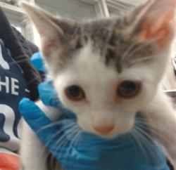 Shelter Stray Unknown Cat last seen , 2811 SE 29th St, Oklahoma City, OK 73129, USA