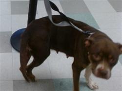 Shelter Stray Unknown Dog last seen Near BLOCK NE 15TH ST, 2811 SE 29th St, Oklahoma City, OK 73129, USA