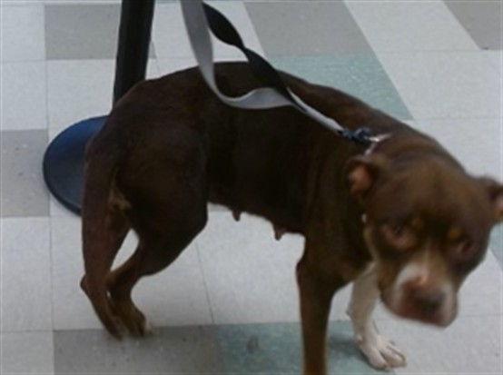 Shelter Stray Female Dog last seen Near BLOCK NE 15TH ST, 2811 SE 29th St, Oklahoma City, OK 73129, USA