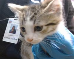 Shelter Stray Unknown Cat last seen , 2811 SE 29th St, Oklahoma City, OK 73129, USA