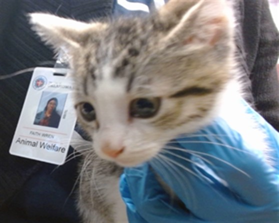 Shelter Stray Unknown Cat last seen , 2811 SE 29th St, Oklahoma City, OK 73129, USA