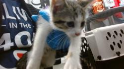 Shelter Stray Unknown Cat last seen , 2811 SE 29th St, Oklahoma City, OK 73129, USA