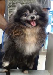 Shelter Stray Unknown Dog last seen , 2811 SE 29th St, Oklahoma City, OK 73129, USA