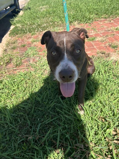 Shelter Stray Unknown Dog last seen Near BLOCK NE 25TH ST, OKLAHOMA CITY OK 73105, 2811 SE 29th St, Oklahoma City, OK 73129, USA