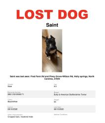 Lost Male Dog last seen Fred Farm Rd and Piney Grove Wilbon Rd, Holly Springs, NC 27540