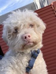 Shelter Stray Male Dog last seen Near BLOCK S REDWOOD RD, WEST VALLEY CITY UT 84123, 4522 W 3500 S, West Valley City, UT 84120, USA