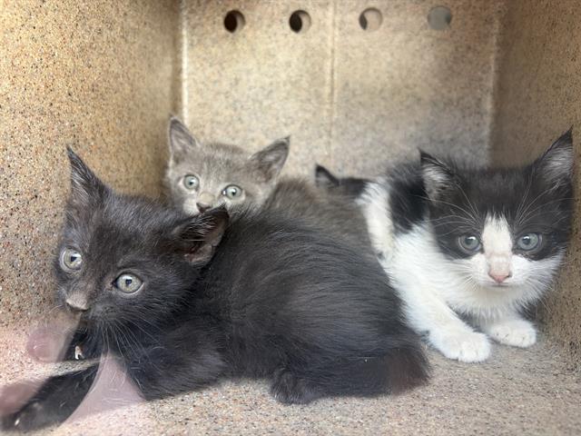 Shelter Stray Unknown Cat last seen Near BLOCK W KATHLEEN AVE, WEST VALLEY CITY UT 84120, 4522 W 3500 S, West Valley City, UT 84120, USA