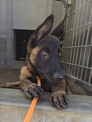 Shelter Stray Male Dog last seen , 1850 W 60th St, Los Angeles, CA 90047, USA