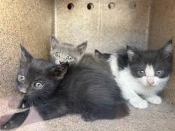 Shelter Stray Unknown Cat last seen Near BLOCK W KATHLEEN AVE, WEST VALLEY CITY UT 84120, 4522 W 3500 S, West Valley City, UT 84120, USA