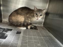 Shelter Stray Female Cat last seen , 3201 Lacy St, Los Angeles, CA 90031, USA