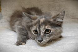 Shelter Stray Female Cat last seen , 3201 Lacy St, Los Angeles, CA 90031, USA