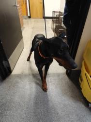 Shelter Stray Male Dog last seen , 3201 Lacy St, Los Angeles, CA 90031, USA