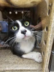 Shelter Stray Male Cat last seen , 3201 Lacy St, Los Angeles, CA 90031, USA