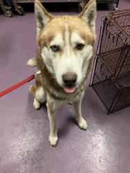 Shelter Stray Unknown Dog last seen Near BLOCK HARVEY WAY, 7700 E Spring St, Long Beach, CA 90815, USA