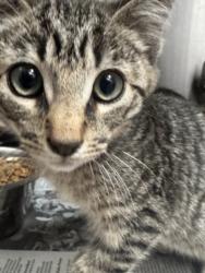 Shelter Stray Male Cat last seen , 3201 Lacy St, Los Angeles, CA 90031, USA