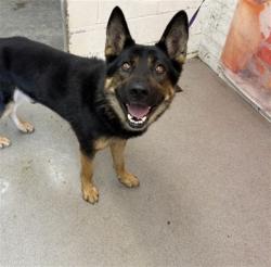 Shelter Stray Male Dog last seen FOOTHILL X OLEANDER, 333 Chandler Pl, San Bernardino, CA 92408, USA