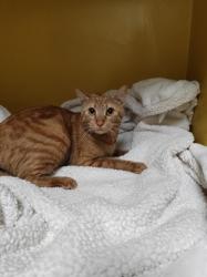 Shelter Stray Female Cat last seen , 3201 Lacy St, Los Angeles, CA 90031, USA