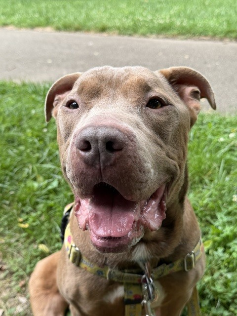 Shelter Stray Male Dog last seen Near BLOCK SHASTA TRAIL, 3528 Newburg Rd, Louisville, KY 40218, USA