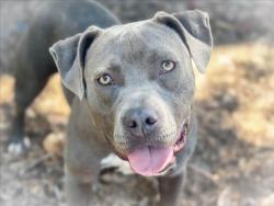 Shelter Stray Female Dog last seen , 957 N Gaffey St, San Pedro, CA 90731, USA